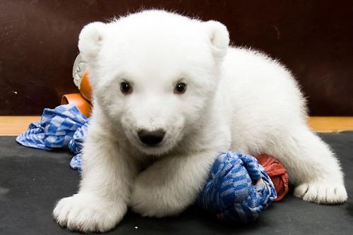 bébé ours blanc